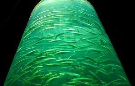 Godzilla cu branhii: Pesti radioactivi, descoperiti in Oceanul Pacific