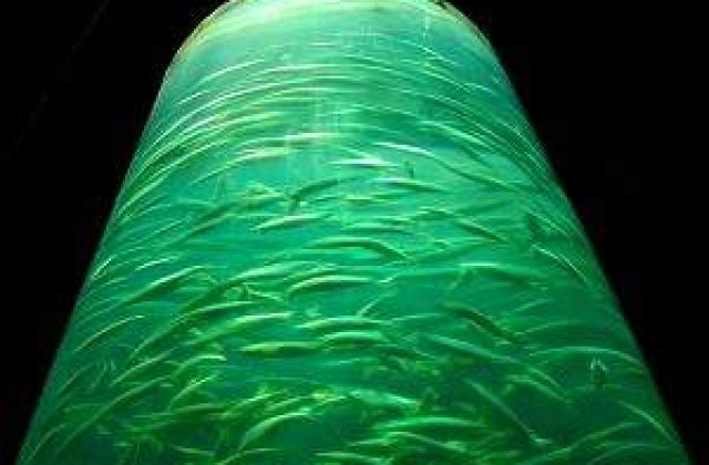 Godzilla cu branhii: Pesti radioactivi, descoperiti in Oceanul Pacific