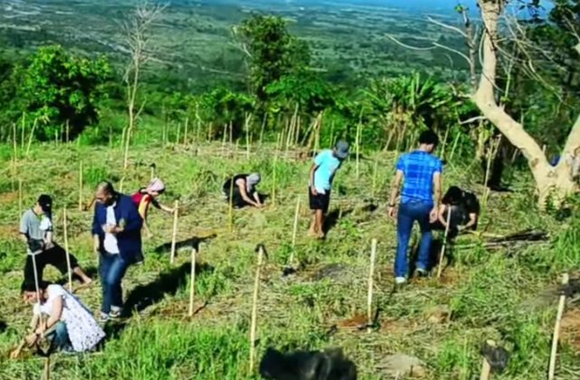 O noua lege in Filipine: daca vor sa promoveze scoala, elevii si studentii trebuie sa planteze 10 copaci