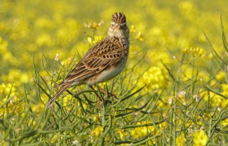 Ministerul Apelor si Padurilor a aprobat impuscarea a circa 440.000 de ciocarlii in sezonul de vanatoare mai 2019-mai 2020