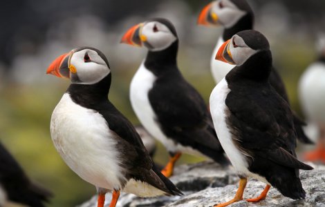 Papagalii de mare, in pericol din cauza incalzirii globale in Alaska
