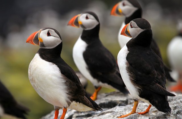 Papagalii de mare, in pericol din cauza incalzirii globale in Alaska