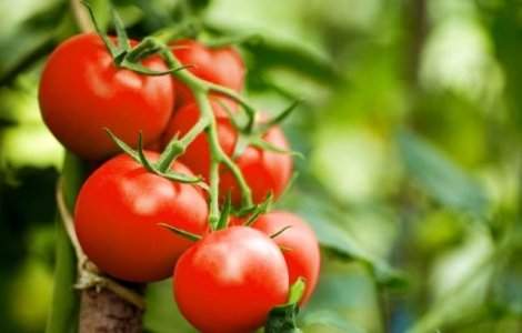 Cum recunosti si cum previi aparitia alternariozei la rosii