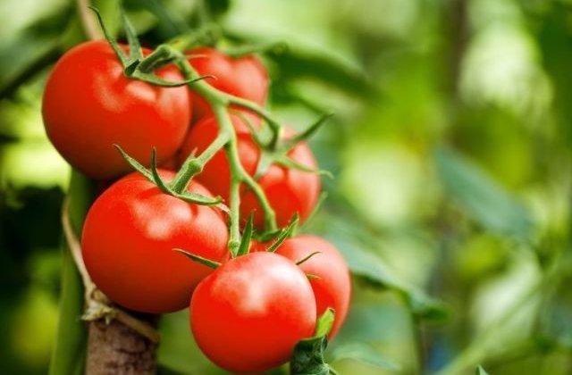 Cum recunosti si cum previi aparitia alternariozei la rosii