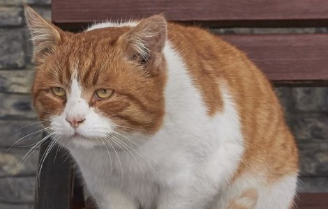  Top  Imaginile zilei: 10+ pisici atat de mahnite, incat nimeni nu pare sa le poata intra in gratii