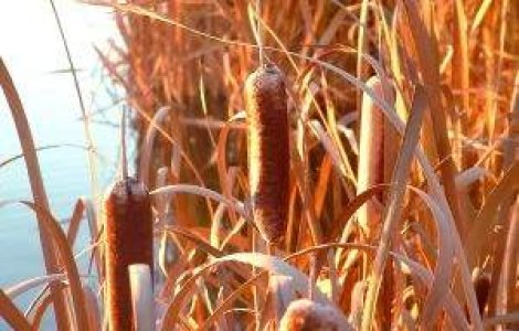 Capitala: Lacul Vacaresti ar putea deveni rezervatie naturala