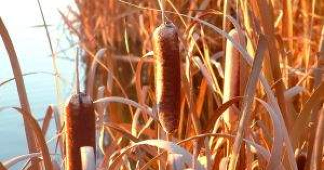 Capitala: Lacul Vacaresti ar putea deveni rezervatie naturala