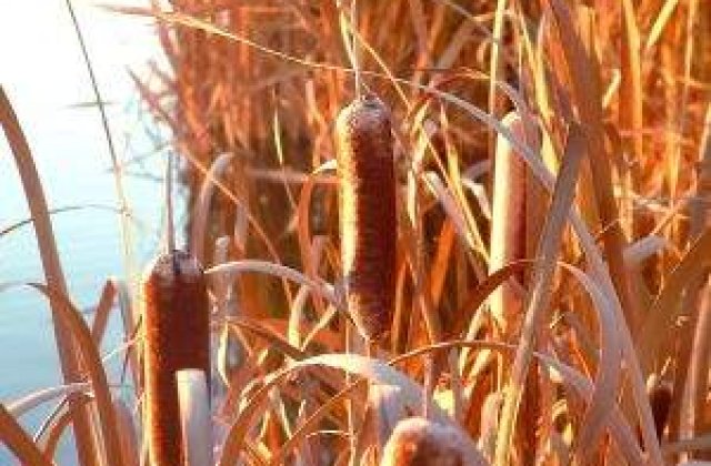 Capitala: Lacul Vacaresti ar putea deveni rezervatie naturala