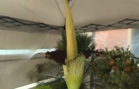 Cea mai mare floare din lume, care emite un miros de cadavru in putrefactie, a inflorit in campusul unei universitati californiene