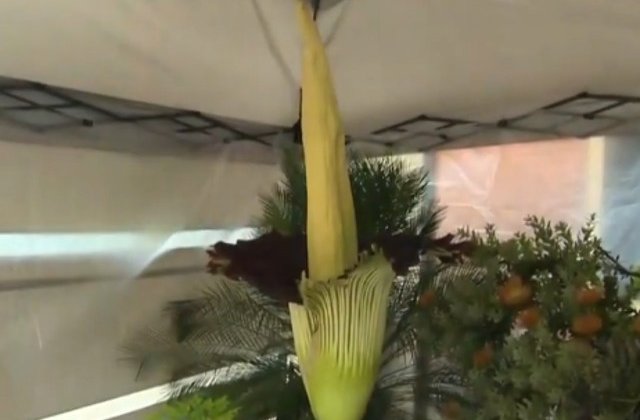 Cea mai mare floare din lume, care emite un miros de cadavru in putrefactie, a inflorit in campusul unei universitati californiene