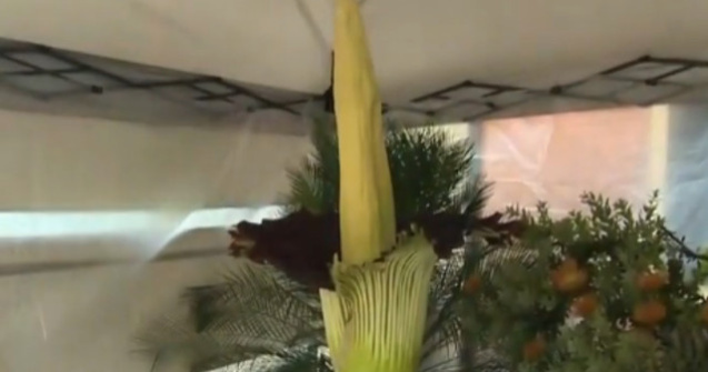 Cea mai mare floare din lume, care emite un miros de cadavru in putrefactie, a inflorit in campusul unei universitati californiene