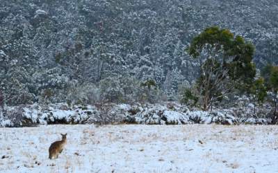 Fenomen rar: Ninsoare in...
