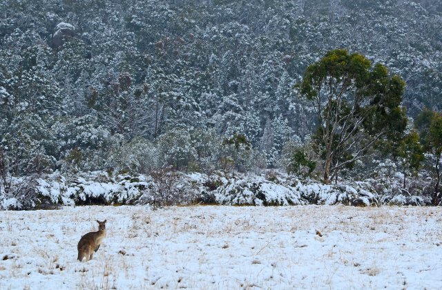 Fenomen rar: Ninsoare in Queensland, dupa ce un front de aer rece a cuprins Australia/ VIDEO