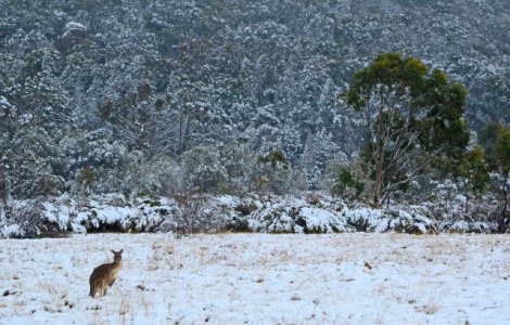 Fenomen rar: Ninsoare in Queensland, dupa ce un front de aer rece a cuprins Australia/ VIDEO