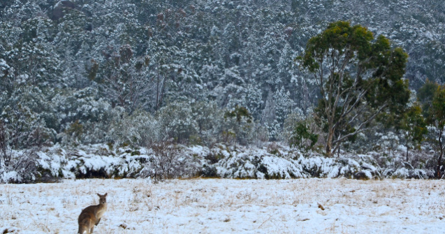 Fenomen rar: Ninsoare in Queensland, dupa ce un front de aer rece a cuprins Australia/ VIDEO