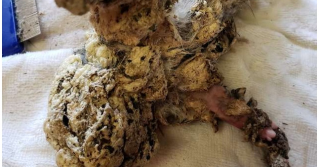 Veverita salvata dupa ce fusese acoperita in totalitate in spuma