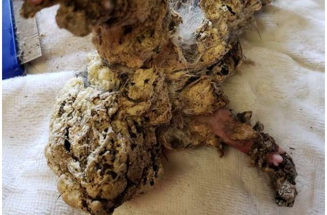 Veverita acoperita in totalitate in spuma poliuretanica, salvata de doi adolescenti