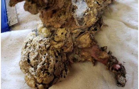 Veverita salvata dupa ce fusese acoperita in totalitate in spuma