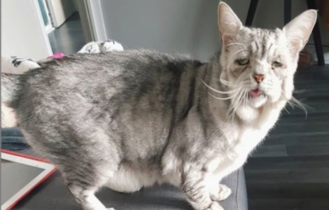 O pisica cu o boala genetica rara a primit o a doua sansa