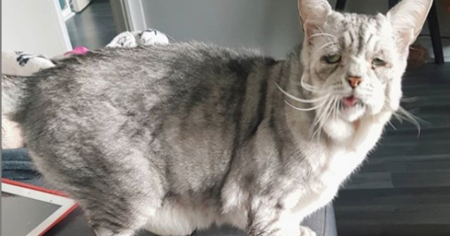 O pisica cu o boala genetica rara a primit o a doua sansa