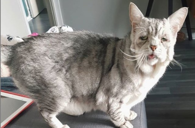 O pisica cu o boala genetica rara a primit o a doua sansa