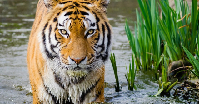 Un barbat si-a pierdut bratele, dupa ce a fost atacat de un tigru caruia incercase sa ii faca o baie