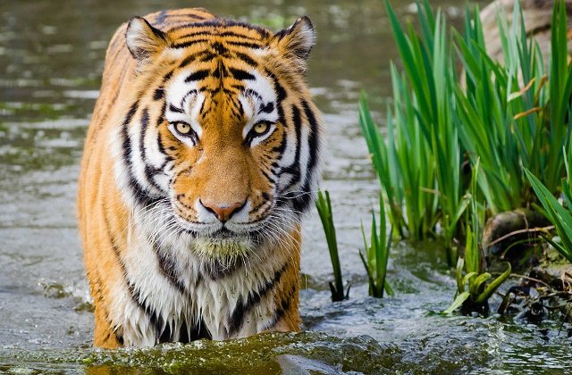 Un barbat si-a pierdut bratele, dupa ce a fost atacat de un tigru caruia incercase sa ii faca o baie