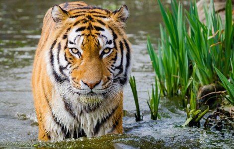 Un barbat si-a pierdut bratele, dupa ce a fost atacat de un tigru caruia incercase sa ii faca o baie