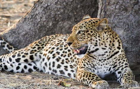 Un copil in varsta de 2 ani, ucis de un leopard in Parcul National Kruger