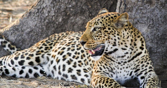 Un copil in varsta de 2 ani, ucis de un leopard in Parcul National Kruger