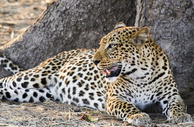 Un copil in varsta de 2 ani, ucis de un leopard in Parcul National Kruger