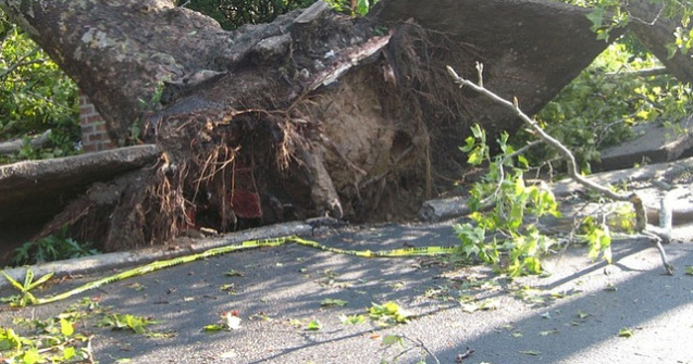 Unul dintre cele mai mari laboratoare de cocaina din Olanda, descoperit datorita unui copac doborat de furtuna