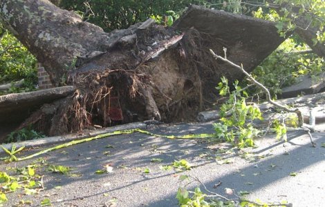 Unul dintre cele mai mari laboratoare de cocaina din Olanda, descoperit datorita unui copac doborat de furtuna
