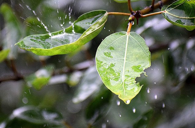 O noua avertizare cod GALBEN de ploi torentiale si vijelii in 37 de judete