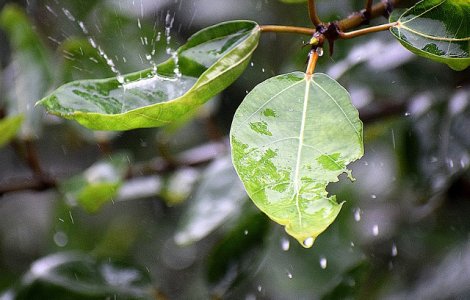 O noua avertizare cod GALBEN de ploi torentiale si vijelii in 37 de judete