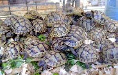 Testoase de contrabanda, confiscate la granita Ucrainei cu Polonia