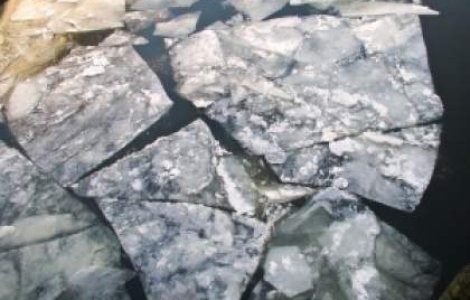 Descoperire incredibila: Alge sub gheata din Oceanul Artic