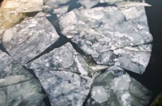 Descoperire incredibila: Alge sub gheata din Oceanul Artic