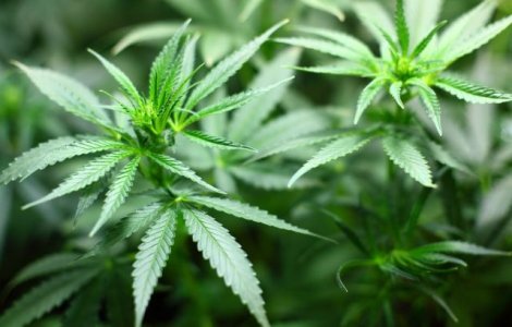 RAPORT: Canabisul, cel mai consumat drog din Romania
