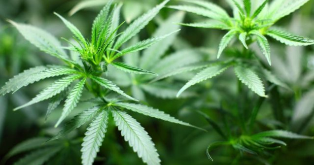 RAPORT: Canabisul, cel mai consumat drog din Romania