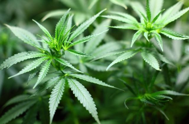 RAPORT: Canabisul, cel mai consumat drog din Romania