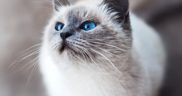  Top  20+ pisici care hipnotizeaza cu privirea patrunzatoare