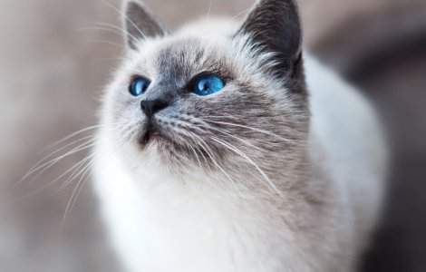  Top  20+ pisici care hipnotizeaza cu privirea patrunzatoare