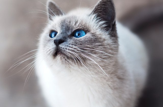 Au cei mai frumosi ochi din lume? 20+ pisici care hipnotizeaza cu privirea calda si patrunzatoare