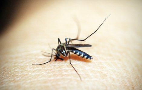  Top  6 semne ca ai putea avea alergie la intepaturile de tantari