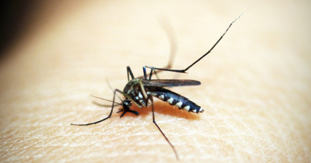  Top  6 semne ca ai putea avea alergie la intepaturile de tantari