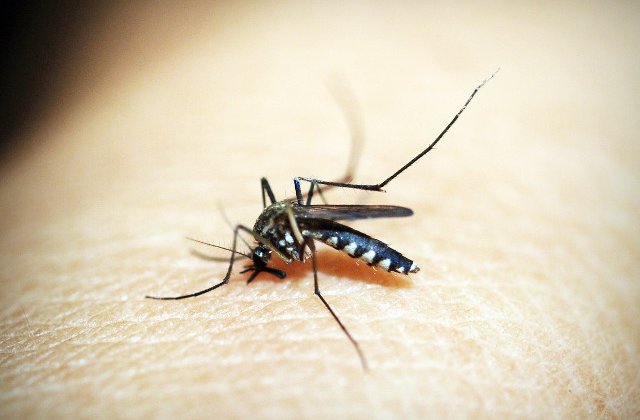 6 semne ca ai putea avea alergie la intepaturile de tantari