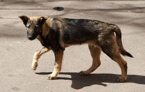 Hingheri atacati de o "iubitoare de animale", la Buzau