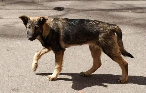 Hingheri atacati de o "iubitoare de animale", la Buzau