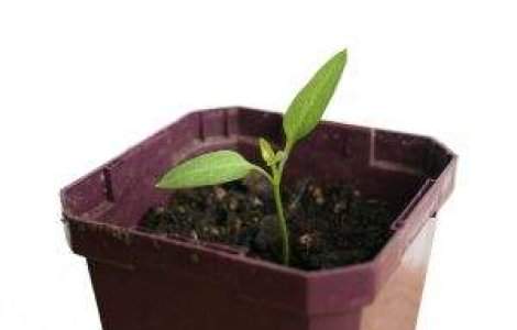 Atentie! Planta de apartament te barfeste